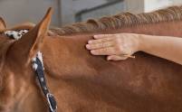 Foto Pferd Akupunktmeridianmassage